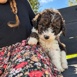 Maverick - Black and white male Aussiedoodle puppy in Hudson, Michigan from Haas Pawz