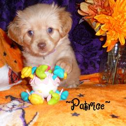 Patrice - Cream parti female Pomeranian puppy in Woonsocket, Rhode Island from Walnut Grove Cavaliers