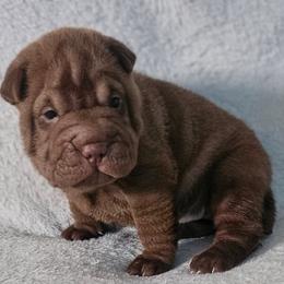 Violet - Blue dilute female Chinese Shar-Pei puppy in Bakersfield, California from Cashmerewrinkles