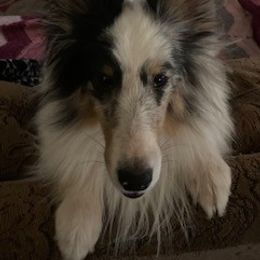 Shetland Sheepdog All Grown Up from Abbeyglen Shelties