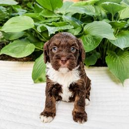 Taffy - Munchkin Bernedoodle - Tri-color female Bernedoodle puppy in Sharpsburg, Georgia from Steindoodles