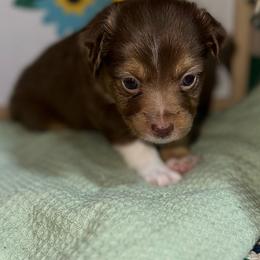 Ruby - Red tri female Toy Australian Shepherd puppy in Garvin, Oklahoma from Hochatown Awesome Aussies