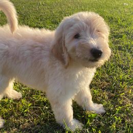 Goldendoodle Puppies from Toneytails Doodles