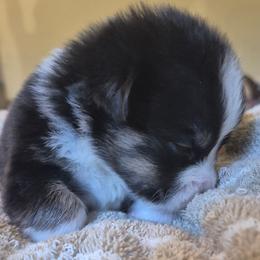 Lil Bear - Black and tan male Pembroke Welsh Corgi puppy in Checotah, Oklahoma from Skoal Creek Corgi's