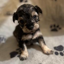 Vet - Salt and pepper female Miniature Schnauzer puppy in Lehigh Acres, Florida from Regency Schnauzer