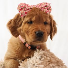 Anne - Dark golden female Golden Retriever puppy in Idaho Falls, Idaho from Brinton Goldens