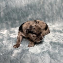 Aspen - Blue merle male Australian Shepherd puppy in Oxford, Florida from SoCo Aussies