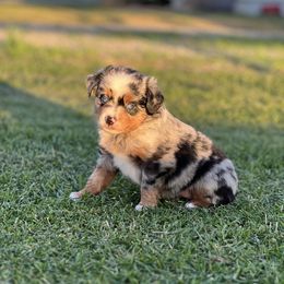 Lilo - Blue merle female Miniature Australian Shepherd puppy in Lincoln, California from Country Dreams Mini Aussies
