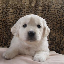 Pink Collar - Light golden female Golden Retriever puppy in Roseburg, Oregon from Unbound Goldens