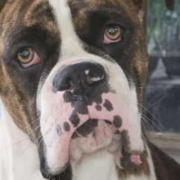 Boxers from Maria's Boxers