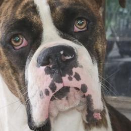 Boxers from Maria's Boxers
