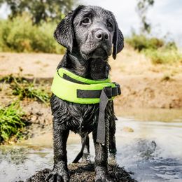 Labrador Retriever Puppies from Eternity Labradors