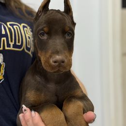 Light blue collar - Red and rust male Doberman Pinscher puppy in Tallmadge, Ohio from Premier Dobermans