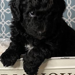 Cockapoo, Goldendoodle, and Poodle Puppies from Mason Farmhouse Poodles, Doodles & Poos (Breeding & Stud Services)