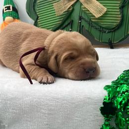 Maroon - Yellow male Labrador Retriever puppy in Heath Springs, South Carolina from Rich Hill Retrievers