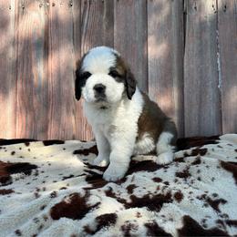 Black collar female - Brown and white female Saint Bernard puppy in Milroy, Minnesota from Shoen Saint Bernards