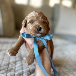 Tot - Red  male Goldendoodle puppy in New Harmony, Indiana from Cottonwood Farms