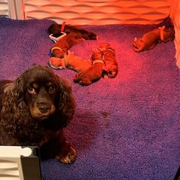 Cocker Spaniel puppies from Dees Cockers, LLC