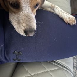 Beagle All Grown Up from Rustic Farm Sporting Beagles