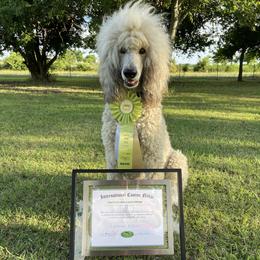Poodles from Birch Creek Standard Poodles