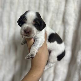 Pink girl - Liver white and tan female English Springer Spaniel puppy in Fairfield, California from Goldridge Springers