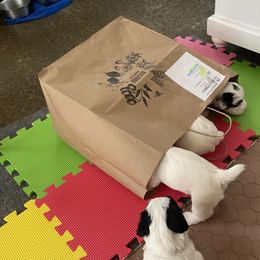 Sealyham Terrier Puppies from Alibi Sealyham Terriers