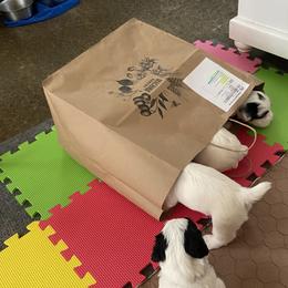 Sealyham Terrier Puppies from Alibi Sealyham Terriers