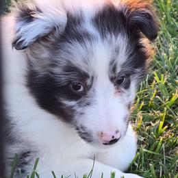 Giggles - Blue merle and white male Shetland Sheepdog puppy in Luray, Missouri from Krayola Shelties