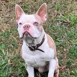 Gator - Lilac male Boston Terrier puppy in Red Bluff, California from Sugar Baby Bostons