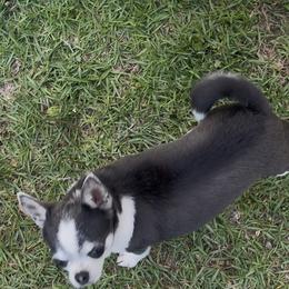 Chihuahua puppies from Guys Cajun Paws