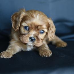 Boy 2 - Ruby male Cavalier King Charles Spaniel puppy in Lawton, Oklahoma from Lindsey’s Cavies