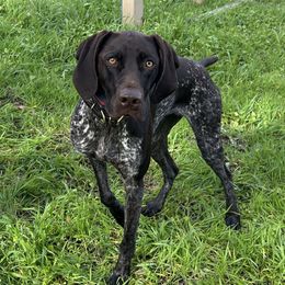 Jäger - German Shorthaired Pointer