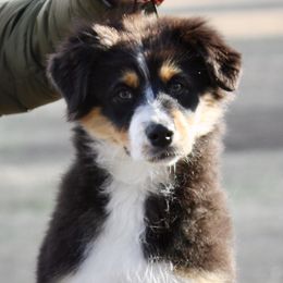 Black Tri #1 - Australian Shepherd puppy in Jasper, Alabama from Blackwater Australian Shepherds