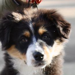 Black Tri #1 - Australian Shepherd puppy in Jasper, Alabama from Blackwater Australian Shepherds