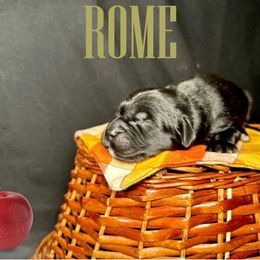 Rome - Black male Newfoundland puppy in Tully, New York from Bear Paw Newfoundlands