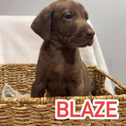 Blaze - Chocolate male Labrador Retriever puppy in Lucasville, Ohio from Backwoods Labradors