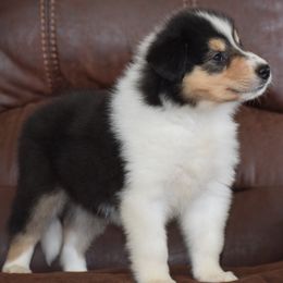 Oreo - Black white and tan male Collie puppy in Danville, Pennsylvania from Brookwood Collies, Smooth & Rough