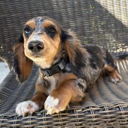 Napoleon - Dachshund