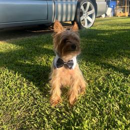 Bailey - Yorkshire Terrier