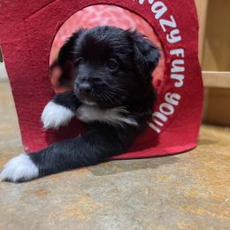 Australian Shepherd and Miniature Australian Shepherd Puppies from Integrity Aussies Tx