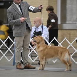 Golden Retriever Puppies from Canyon Ridge Goldens