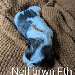Neil - Black gold and white male Shih Tzu puppy in Clyde, North Carolina from Shawgo Pups
