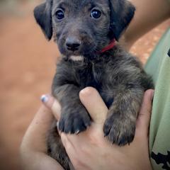 Aussiedoodle and Leopardoodle Puppies from A Puppy Crush
