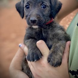 Aussiedoodle and Leopardoodle Puppies from A Puppy Crush