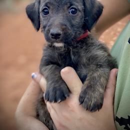 Aussiedoodle and Leopardoodle Puppies from A Puppy Crush