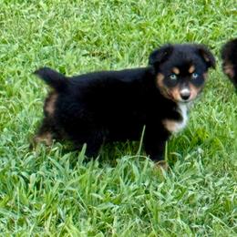 Luna - Black tri female Miniature Australian Shepherd puppy in Patterson, North Carolina from DreamLine Aussies