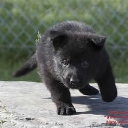 German Shepherd Puppies from 4B Kennels