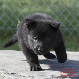 German Shepherd Puppies from 4B Kennels