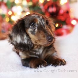 Dachshund Puppies from MyGaDachs
