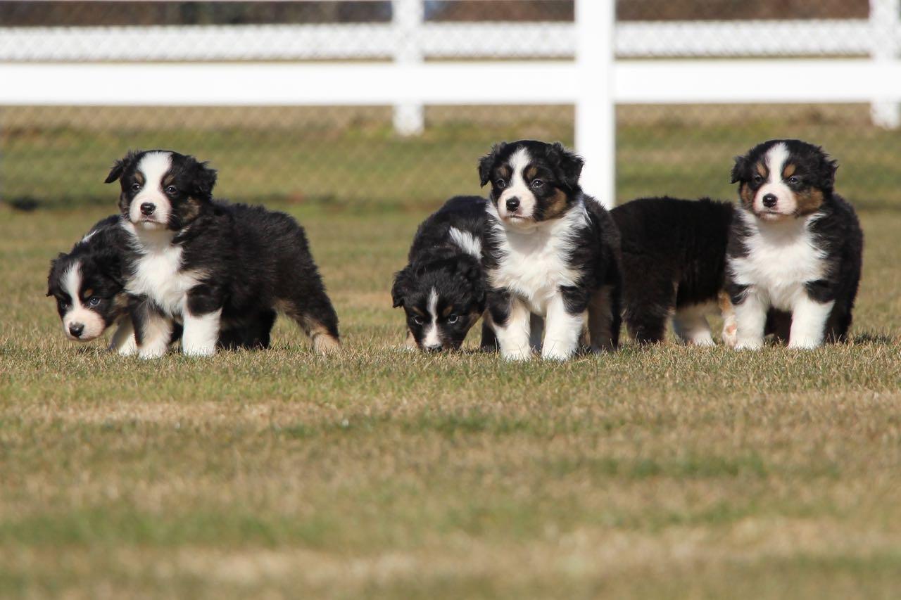 Miniture Australian Ridgeback Ridgestar Aussies in Texas | Australian Shepherd and Miniature ...